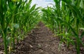Growing green corn closeup, planted in neat rows, against a blue sky with clouds. Agriculture