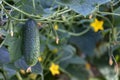 Growing green cucumber plant and ripe vegetables. Ecological fresh food backdrop from sustainable greenhouse Royalty Free Stock Photo