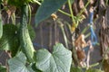 Growing green cucumber plant and ripe vegetables. Ecological fresh food backdrop from sustainable greenhouse Royalty Free Stock Photo