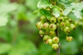 Growing currants and gooseberries Royalty Free Stock Photo