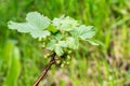 Growing currants and gooseberries Royalty Free Stock Photo