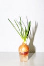 Growing green feather onions at home on a windowsill