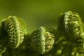 Growing green fern leaves. Polypody in a natural environment. Royalty Free Stock Photo