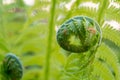 Growing green fern, young leaf is twisted, selective focus, nature background Royalty Free Stock Photo