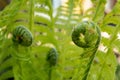 Growing green fern, young leaf is twisted, selective focus, nature background Royalty Free Stock Photo