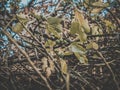 Growing green figs on the tree branches in the garden