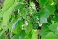 Growing green grapes in grape yard - spring season Royalty Free Stock Photo