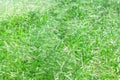 Growing Grass Background Royalty Free Stock Photo