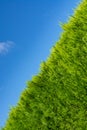 Growing green hedge on blue sky backdrop Royalty Free Stock Photo