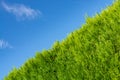 Growing green hedge on blue sky background. Green yard fence Royalty Free Stock Photo