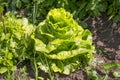 Growing green iceberg lettuce. Royalty Free Stock Photo