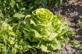 Growing green iceberg lettuce. Royalty Free Stock Photo