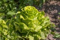 Growing green iceberg lettuce. Royalty Free Stock Photo