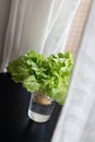 Growing green lettuce in glass with water from scraps on kitchen table. Royalty Free Stock Photo