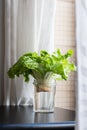 Growing green lettuce in glass with water from scraps on kitchen table. Royalty Free Stock Photo