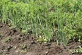 Growing green, lettuce and vegetables. Kitchen garden with growing onions and carrots, close-up Royalty Free Stock Photo