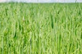 Growing green oats on the field Royalty Free Stock Photo