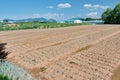 Growing green onion beds in the field in Korean countryside