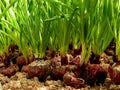 Growing green onion in hothouse Royalty Free Stock Photo