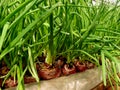 Growing green onion in hothouse Royalty Free Stock Photo