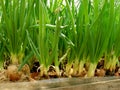 Growing green onion in hothouse Royalty Free Stock Photo