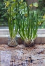 Growing green onion from kitchen scraps. Indoor water garden