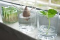 Growing green onions scallions from scraps, avocado from seed and rooting basil in water Royalty Free Stock Photo