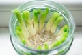 Growing green onions scallions from scraps in water Royalty Free Stock Photo