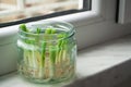 Growing green onions scallions from scraps in water Royalty Free Stock Photo