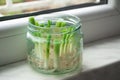 Growing green onions scallions from scraps in water Royalty Free Stock Photo