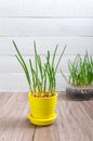 Sprout shallots growing in the yellow ceramic pot. Royalty Free Stock Photo