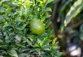 Growing green orange fruit on the tree in the garden Royalty Free Stock Photo