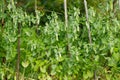 Growing green peas, fresh vegetables in the garden Royalty Free Stock Photo