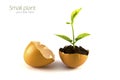 Growing green plant in egg shell isolated Royalty Free Stock Photo