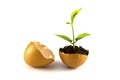 Growing green plant in egg shell isolated Royalty Free Stock Photo