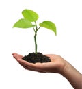 Growing green plant in a hand Royalty Free Stock Photo