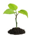 Growing green plant in a hand Royalty Free Stock Photo