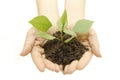 Growing green plant in a hand Royalty Free Stock Photo