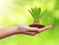 Growing green plant in hand Royalty Free Stock Photo