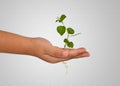 Growing green plant in a hand Royalty Free Stock Photo