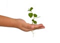 Growing green plant in a hand Royalty Free Stock Photo