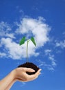 Growing green plant in the hands