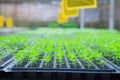 Growing green plant seedlings in industrial bedding agricultural plant nursery greenhouse, plantation, farm, garden background. Co Royalty Free Stock Photo
