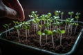 growing green plants in germinate from seed,