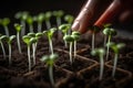 growing green plants in germinate from seed,