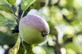 Growing green and red apple on tree branch. Farming and gardening concept. Royalty Free Stock Photo