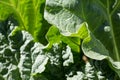 Growing green rhubarb leaves Royalty Free Stock Photo