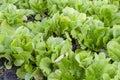 A growing green salad