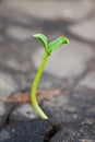 Growing green sprout in asphalt Royalty Free Stock Photo