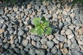 Growing green sprout on gray rock ground Royalty Free Stock Photo